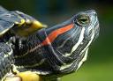 20080202150509-tortuga.jpg