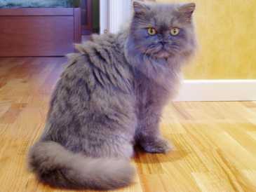 20080208202214-gato.jpg