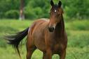 20080209180714-horse.jpg