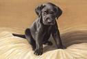 20080209220122-perro.jpg