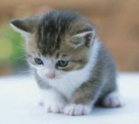 20080210151932-gato-1-.jpg