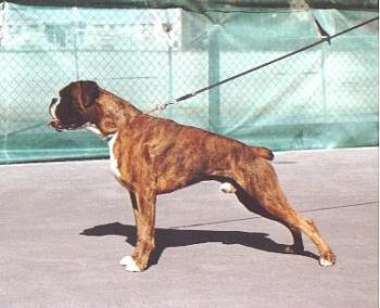 20080212182709-boxer.jpg